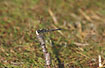 Photo ofBlack Darter (Sympetrum danae). Photographer: 