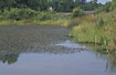 Pond at Moesgaard. Habitat for European common tree frog