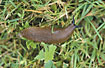 Spanish slug on a wet lawn