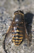 The Horse Fly Tabanus sudeticus