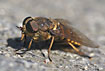 The horsefly Tabanus sudeticus