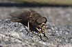 The Horse fly Tabanus sudeticus