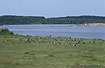 Greylag Geese and Cormorants at the lake Brndegrd