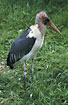 Marabou Stork(captive animal)