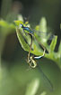 Mating Blue-tailed Damselflies