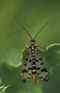 Female Skorpionfly