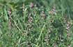 Flowering Common Fumitory 
