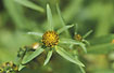 Flowering Nodding Bur-marigold