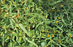 Flowering Nodding Bur-marigold