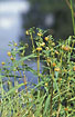 The characteristic nodding flowers of Nodding Bur-marigold