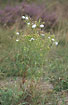 Partly flowering Heath Groundsel