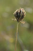 Withered Wild Carrot