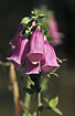 Photo ofFoxglove (Digitalis purpurea). Photographer: 