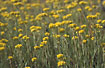 Flowering "Yellow Cudweed"