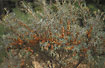 Sea-buckthorn filled with berries