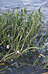 Foto af Pilblad (Sagittaria sagittifolia). Fotograf: 