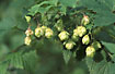 The conelike female flowers of Hop