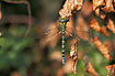 Southern Hawker in evening light