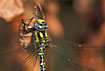 Close-up of Southern Hawker