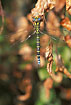 Sunset view of Southern Hawker