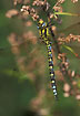 Semi lateral view of Southern Hawker