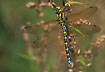 Semi lateral view of Southern Hawker