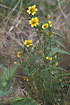 Photo ofNodding Bur-marigold (Bidens cernua). Photographer: 