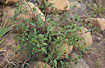 Flowering Trifid Bur-marigold 