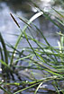Photo ofMarsh Foxtail  (Alopecurus geniculatus). Photographer: 