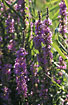 Flowering Purple-loosestrife 