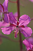 Close-up of flowering Rosebay Willowherb 