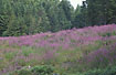 Forest clearing with flowering Rosebay Willowherb