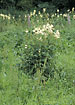 Flowering Meadowsweet