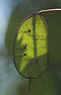 Photo ofHonesty (Lunaria annua). Photographer: 