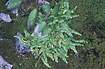 Green Spleenwort on mossy stone