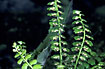 Fully developed sporangia at the ventral side of leaves of Green Spleenwort