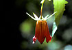 Photo of (Canarina canariensis). Photographer: 