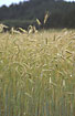 Barley-field

