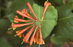 Flowering Perfoliate Honeysuckle 