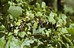 Photo ofBlack Currant (Ribes nigrum). Photographer: 