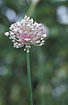 Foto af Porre (Allium porrum). Fotograf: 