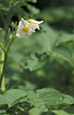 Foto af Kartoffel (Solanum tuberosum). Fotograf: 