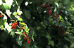 Photo ofRed Currant (Ribes rubrum ssp. sylvestre). Photographer: 