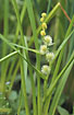 Photo ofUnbranched Bur-reed (Sparganium emersum). Photographer: 
