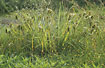 Photo ofCyperus Sedge (Carex pseudocyperus). Photographer: 