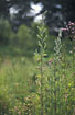 Photo ofMugwort (Artemisia vulgaris). Photographer: 