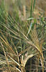 Photo ofTwo-rowed Barley  (Hordeum vulgare var. distichum). Photographer: 