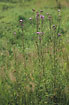 Photo ofCreeping Thistle (Cirsium arvense). Photographer: 