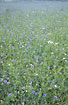 Flowering Cornflower on an old field