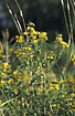 Flowering Yellow Loosestrife